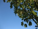 Acer platanoides 'Cleveland'